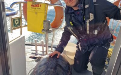 I PILOTI DEL PORTO SALVANO UNA TARTARUGA CARRETTA