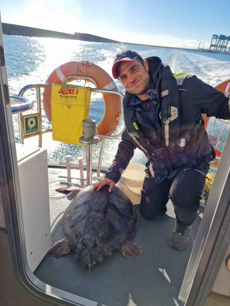 I PILOTI DEL PORTO SALVANO UNA TARTARUGA CARRETTA